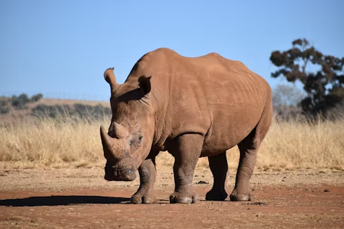 Black Rhino